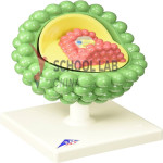 3B Scientific HIV Virus Model